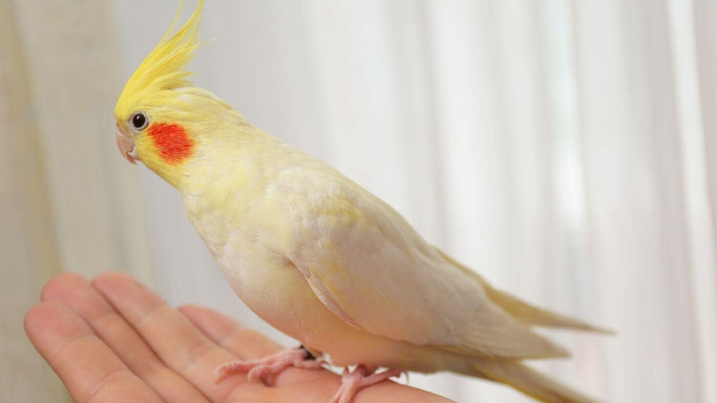pet cockatiel on hand