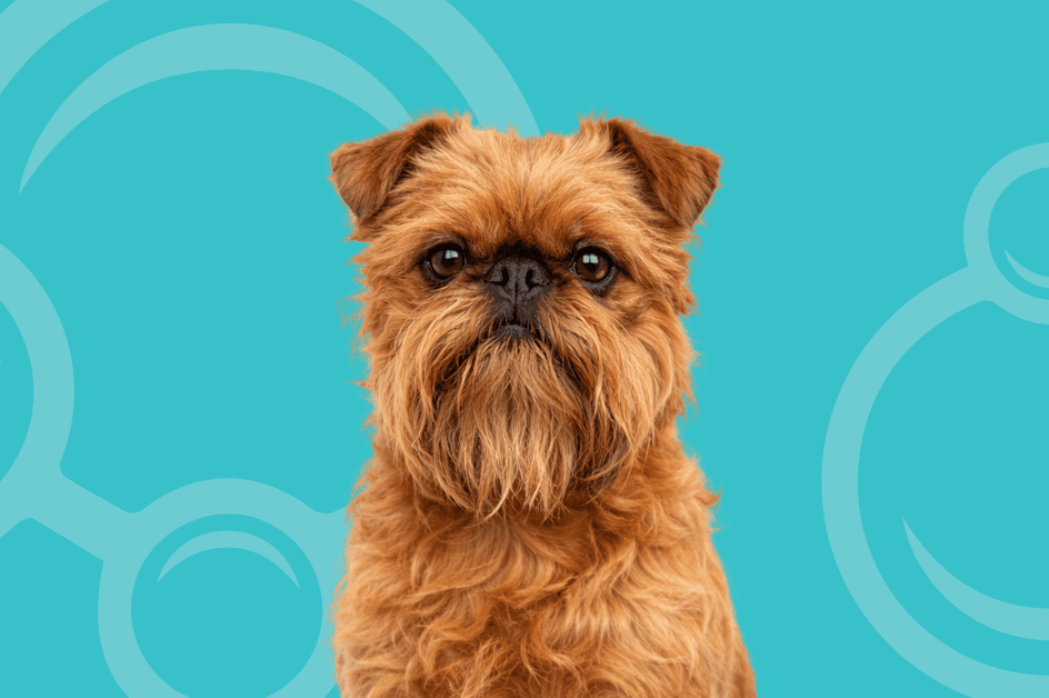 Wire Brussels Griffon Temperament & Grooming Considerations
