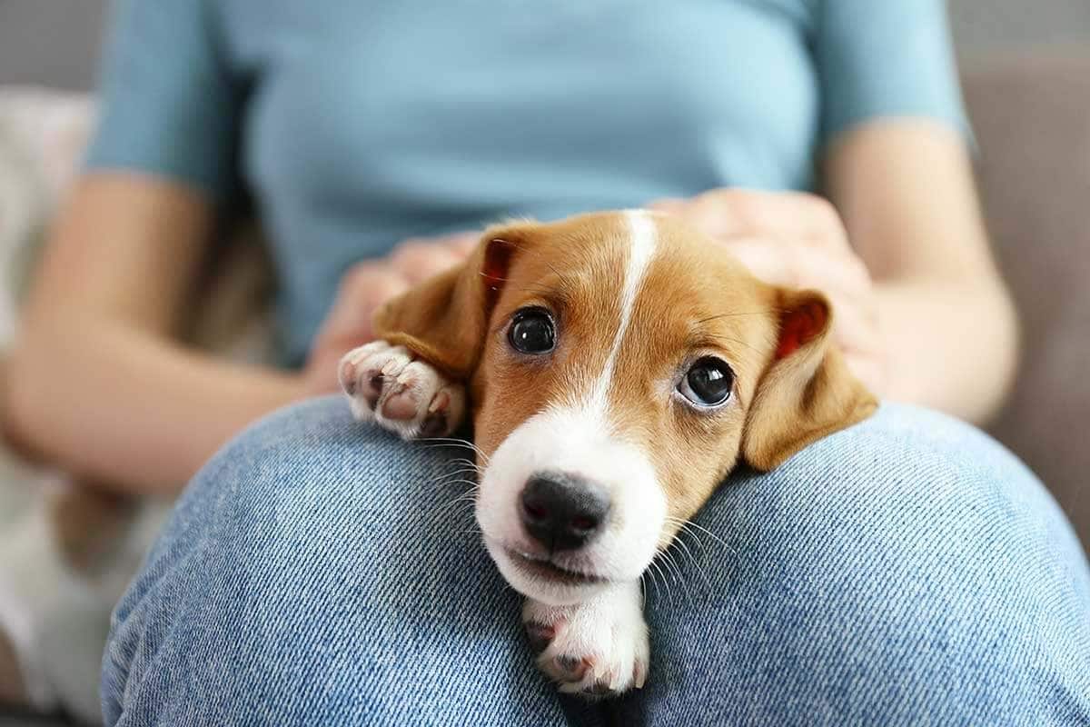 Puppy Names for a New Canine Family Member