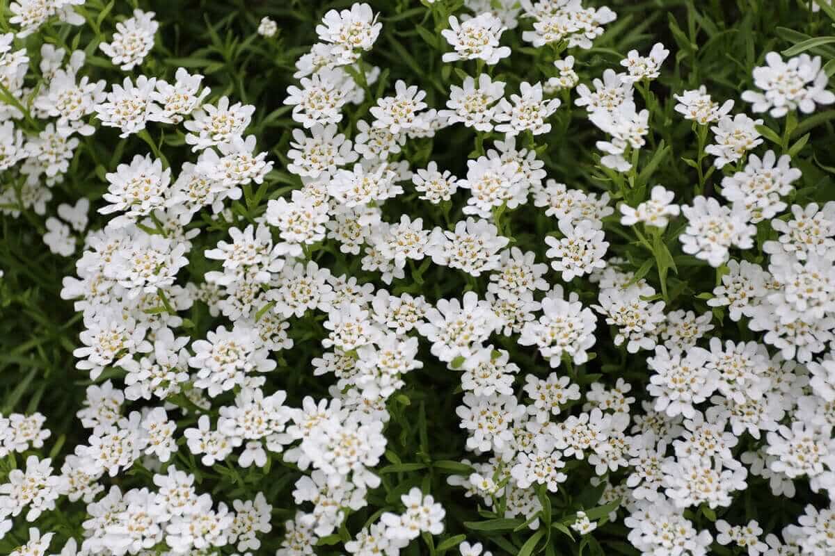 candytuft_2.jpg?v=1765890947