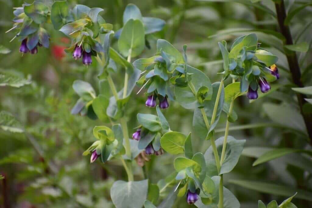 Best fillers for a cut flower garden Longfield Gardens
