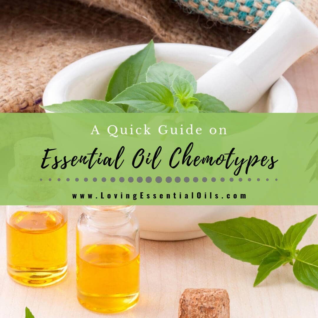 What are Essential Oil Chemotypes? Basil, Thyme, Sage Guide