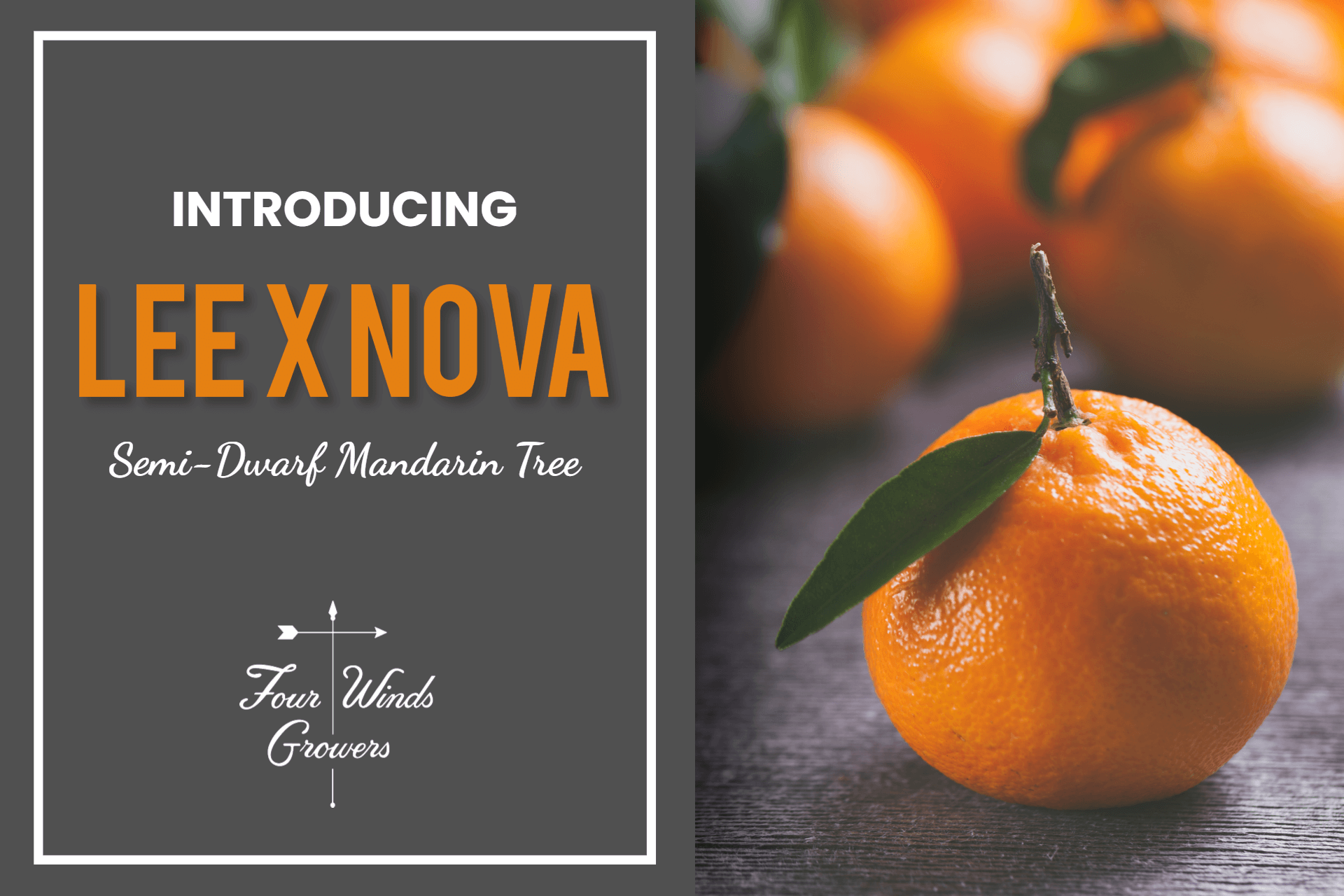 All About the Lee x Nova Mandarin