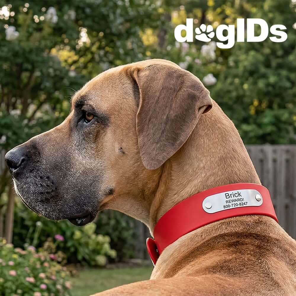 Extra wide dog collar with name plate on Great Dane in backyard
