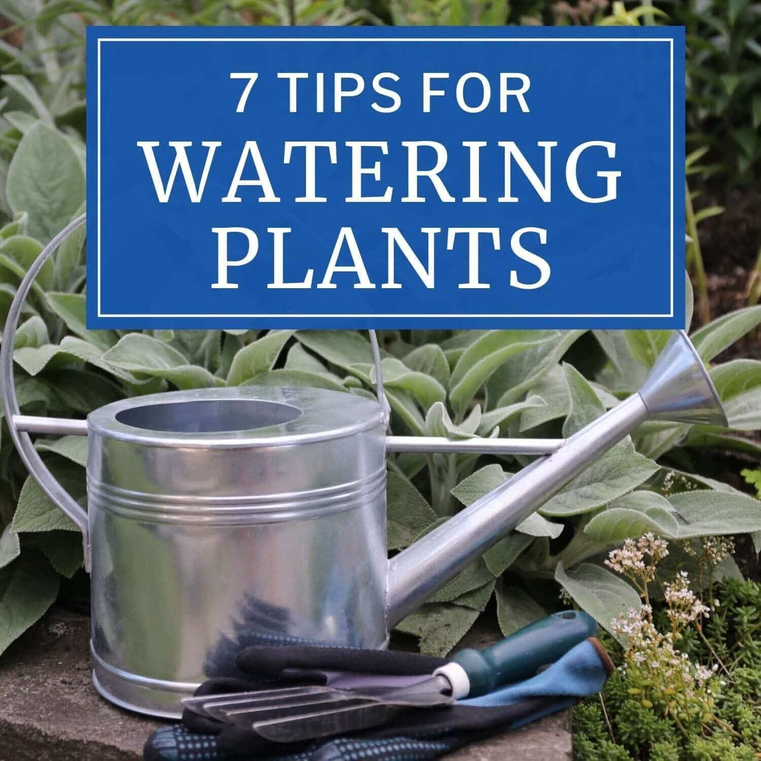 Best Practices for Watering Plants