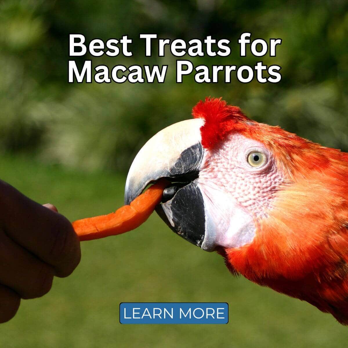 Best Treats for Macaw Parrots: What Your Feathered Friend Will Love