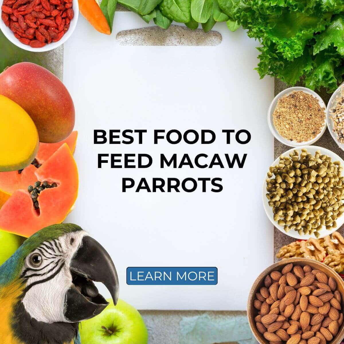 What is the Best Food to Feed Macaw Parrots?