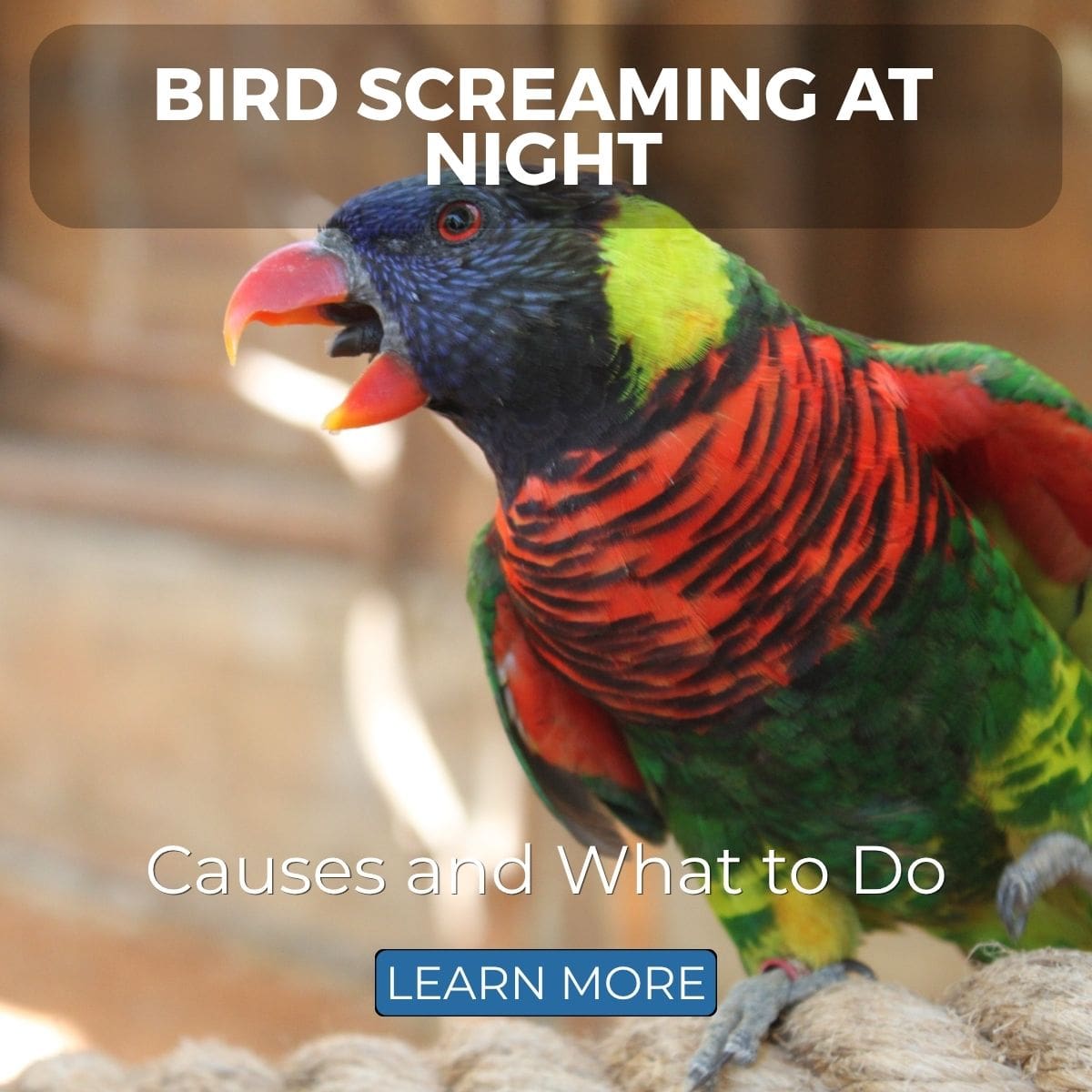 Blue and Gold Macaw with its beak wide open while vocalising, illustrating bird screaming at night and possible nighttime distress in parrots.