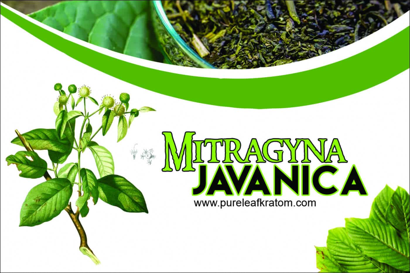 Mitragyna Javanica: Do You Think it’s an Alternative to Kratom?