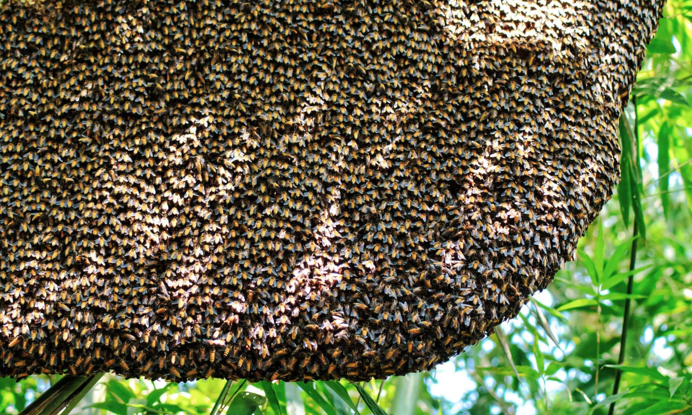 Understanding Honeybee Swarming: Nature's Way of Reproduction and Survival