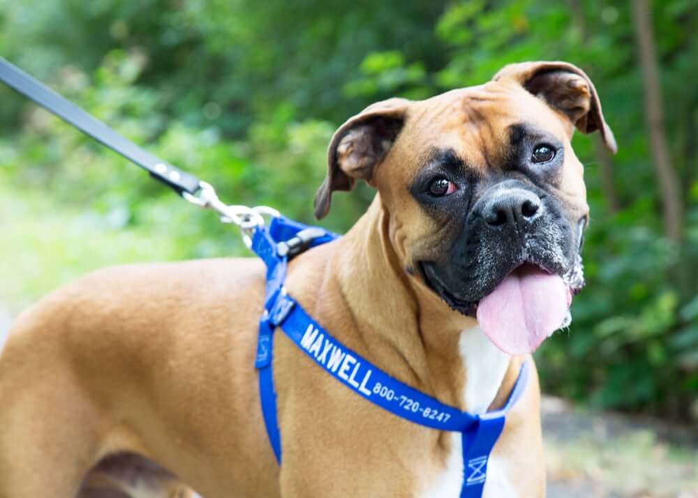 American Bulldog wearing dog harness