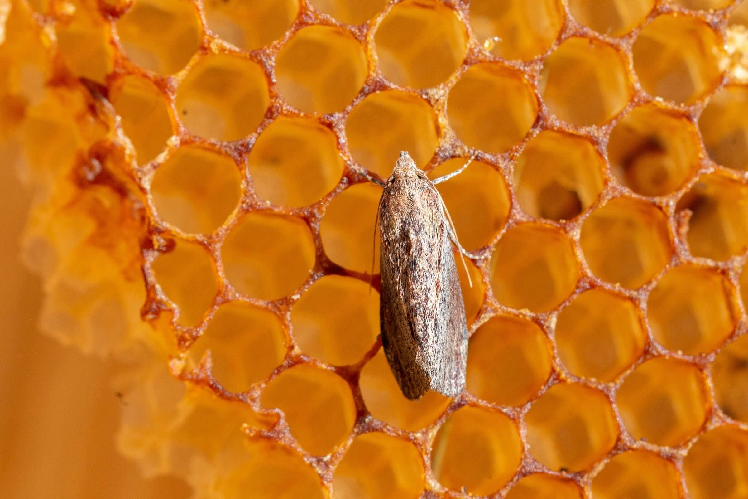 Wax Moths: Intriguing Creatures of the Beekeeping World