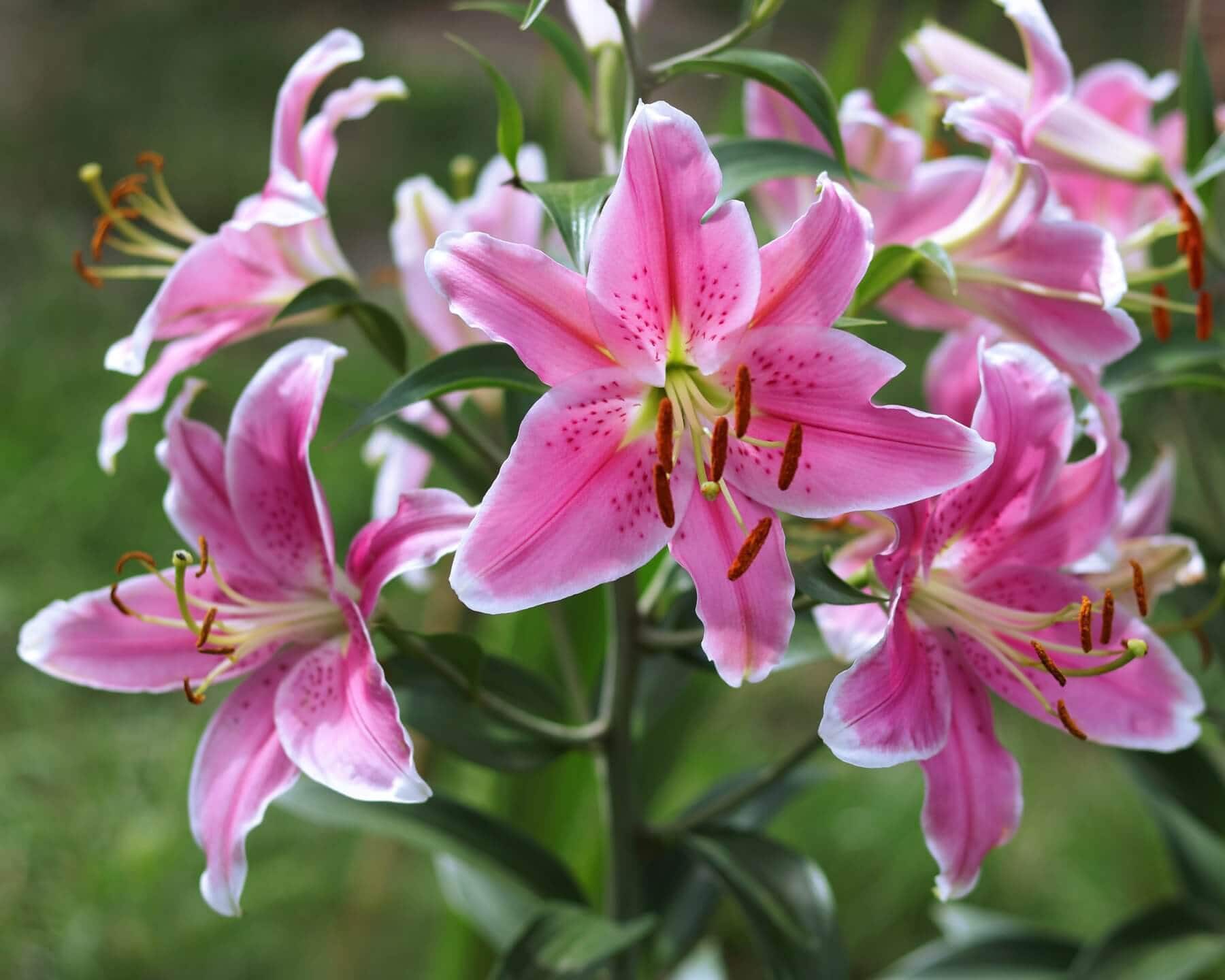 Why is the Stargazer lily so popular? - Longfield Gardens