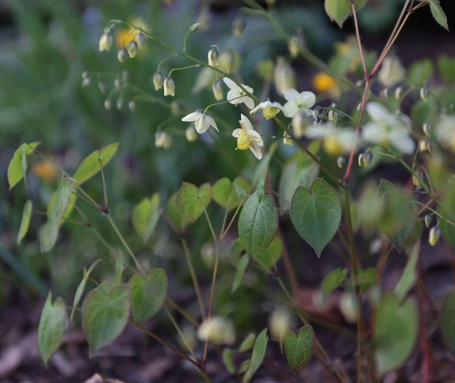 Perennials for Spring Gardens - Longfield Gardens