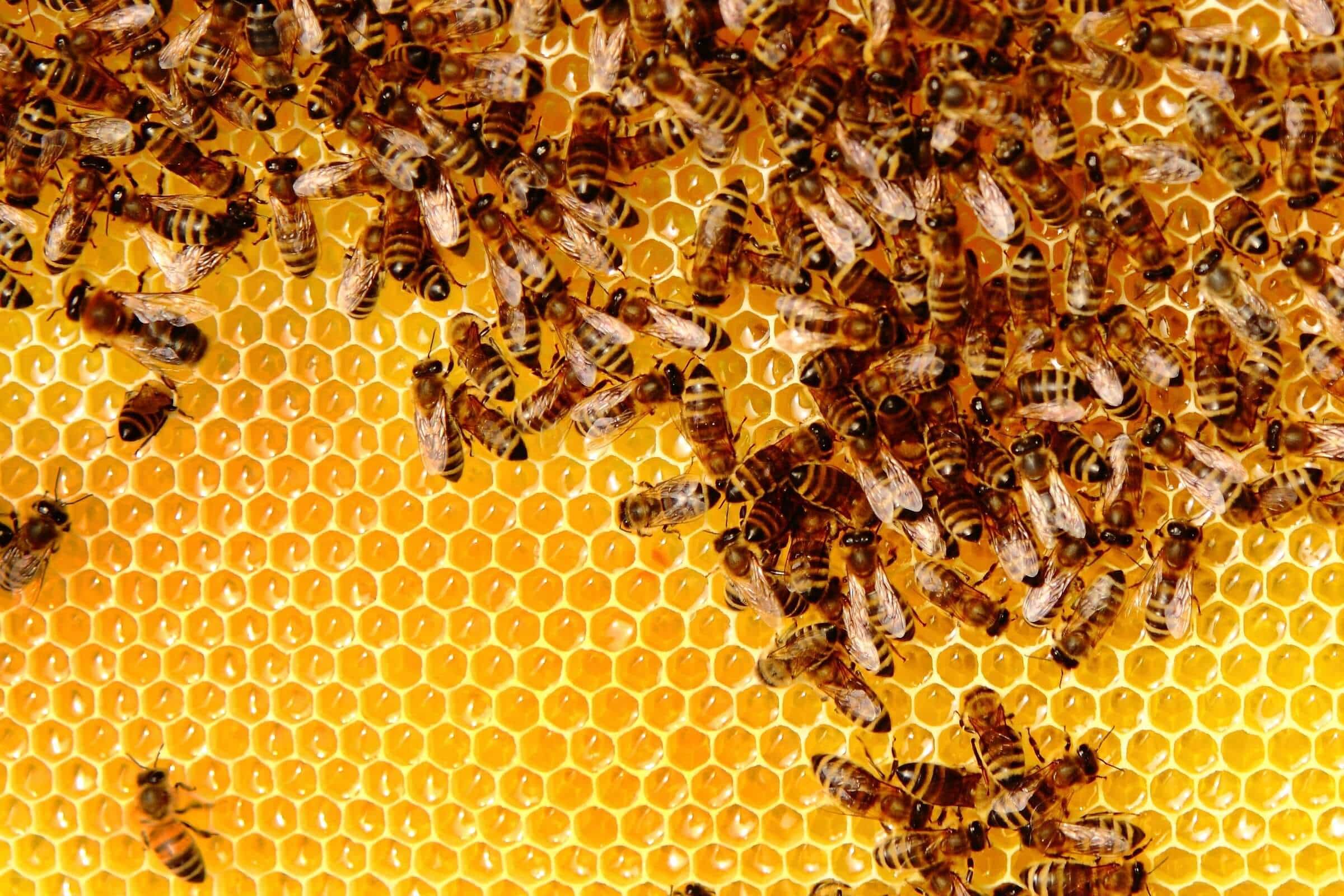 do honeybees need honey to survive
