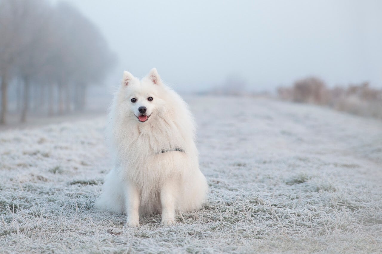 Tips for Winterizing your Pet