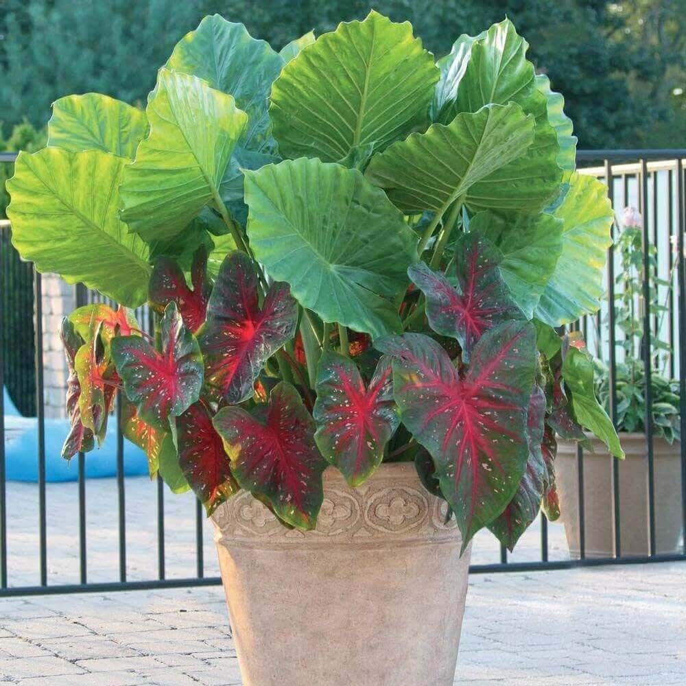 Shake Up Your Garden With Elephant Ears – Longfield-Gardens