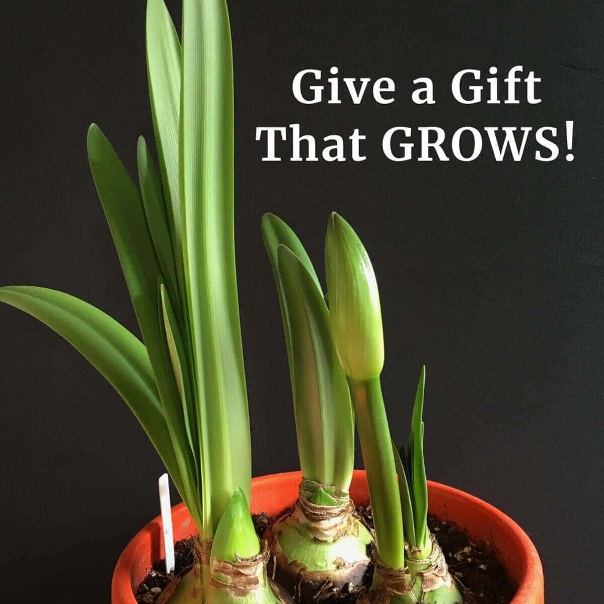Amaryllis Bulbs: Give a Gift That Grows
