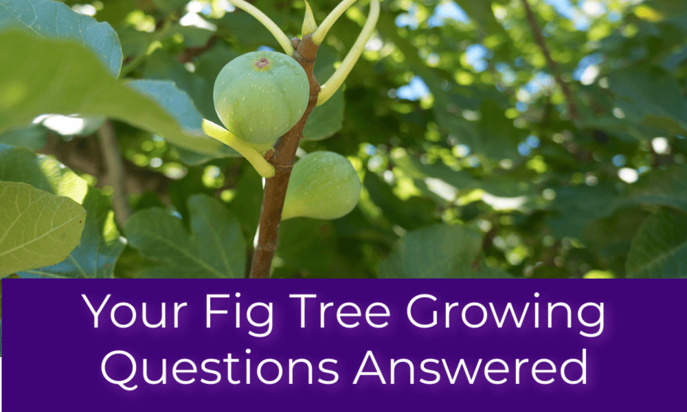 Your Fig Tree Growing Questions Answered