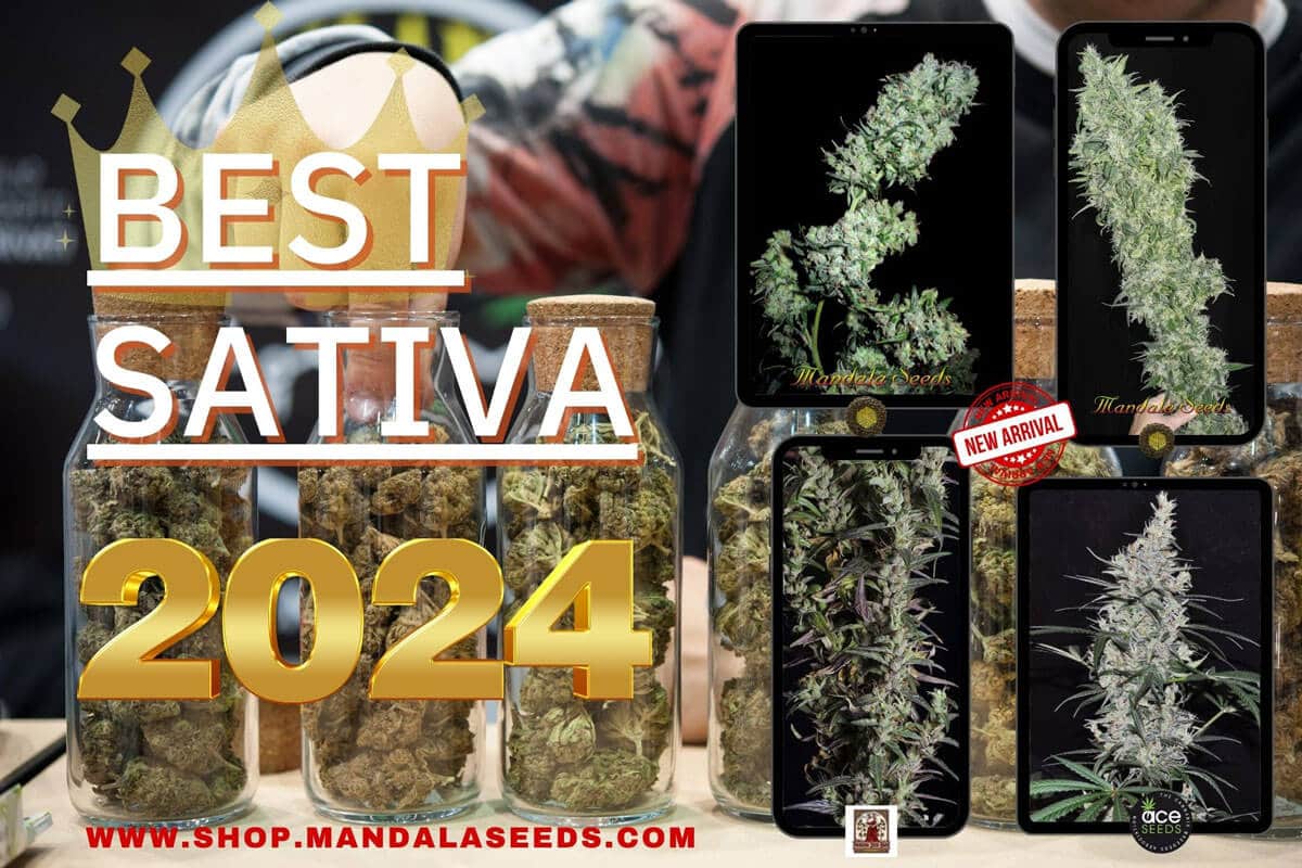 Best Sativa Cannabis Strains 2024