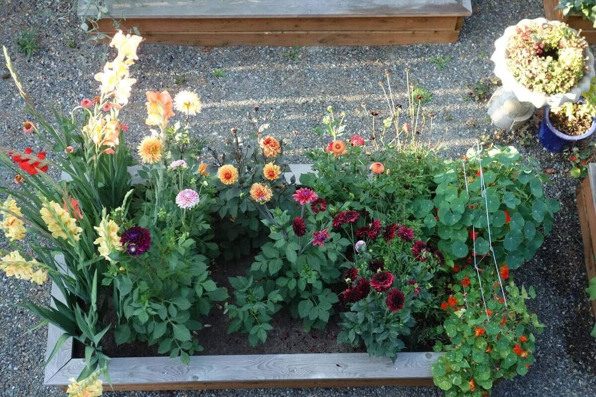 A Backyard Cutting Garden Takes Shape - Longfield Gardens
